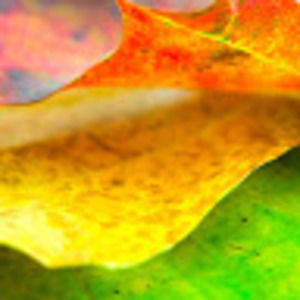 Meet your Posher, Ronda